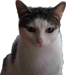 cute cat picture